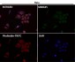 Anti-PRMT5 Rabbit Monoclonal Antibody