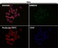 Anti-PRMT5 Rabbit Monoclonal Antibody