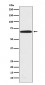 Anti-PRMT5 Rabbit Monoclonal Antibody