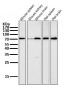 Anti-PRMT5 Rabbit Monoclonal Antibody