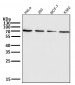 Anti-PRMT5 Rabbit Monoclonal Antibody