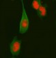 Anti-Fos B Rabbit Monoclonal Antibody
