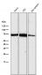 Anti-Hsp70 HSPA1A Rabbit Monoclonal Antibody