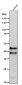 Anti-SIRT2/Sirtuin 2 Rabbit Monoclonal Antibody