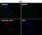Anti-FGFR1 Rabbit Monoclonal Antibody