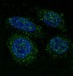 Anti-FGFR1 Rabbit Monoclonal Antibody
