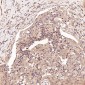 Anti-FGFR1 Rabbit Monoclonal Antibody