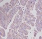 Anti-PEBP1/Pbp Rabbit Monoclonal Antibody