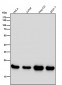 Anti-PEBP1/Pbp Rabbit Monoclonal Antibody