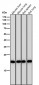 Anti-PEBP1/Pbp Rabbit Monoclonal Antibody
