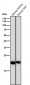 Anti-PEBP1/Pbp Rabbit Monoclonal Antibody