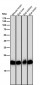 Anti-PEBP1/Pbp Rabbit Monoclonal Antibody