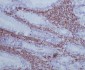 Anti-GAP43 Rabbit Monoclonal Antibody