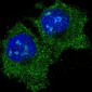 Anti-eIF5A Rabbit Monoclonal Antibody