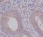 Anti-eIF5A Rabbit Monoclonal Antibody