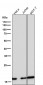 Anti-eIF5A Rabbit Monoclonal Antibody