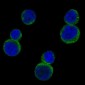 Anti-Rho A Rabbit Monoclonal Antibody