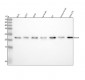 Anti-Rho A Rabbit Monoclonal Antibody