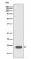 Anti-RPS20/Ribosomal Protein S20 Rabbit Monoclonal Antibody