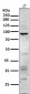 Anti-CD168 HMMR Rabbit Monoclonal Antibody