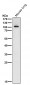 Anti-ABCF1 Rabbit Monoclonal Antibody