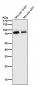 Anti-MEKK2 MAP3K2 Rabbit Monoclonal Antibody