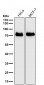 Anti-MEKK2 MAP3K2 Rabbit Monoclonal Antibody
