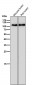 Anti-GluR1 GRIA1 Rabbit Monoclonal Antibody