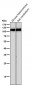 Anti-GluR1 GRIA1 Rabbit Monoclonal Antibody