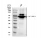 Anti-SOX10 Rabbit Monoclonal Antibody