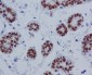 Anti-SOX10 Rabbit Monoclonal Antibody