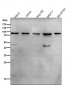 Anti-SOX10 Rabbit Monoclonal Antibody