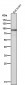 Anti-SOX10 Rabbit Monoclonal Antibody