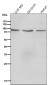 Anti-SOX10 Rabbit Monoclonal Antibody