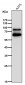 Anti-SOX10 Rabbit Monoclonal Antibody