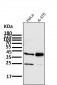 Anti-SIRT2/Sirtuin 2 Rabbit Monoclonal Antibody