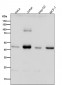 Anti-SIRT2/Sirtuin 2 Rabbit Monoclonal Antibody