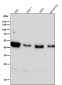 Anti-SIRT2/Sirtuin 2 Rabbit Monoclonal Antibody