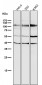Anti-HDAC7/Histone Deacetylase 7 Rabbit Monoclonal Antibody