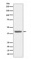 Anti-HDAC8/Histone Deacetylase 8 Rabbit Monoclonal Antibody