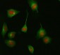 Anti-HDAC8/Histone Deacetylase 8 Rabbit Monoclonal Antibody