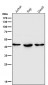 Anti-HDAC8/Histone Deacetylase 8 Rabbit Monoclonal Antibody
