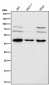 Anti-HDAC8/Histone Deacetylase 8 Rabbit Monoclonal Antibody