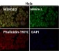 Anti-Hsp27 HSPB1 Rabbit Monoclonal Antibody