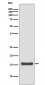 Anti-SUMO4 Rabbit Monoclonal Antibody