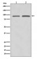Anti-SUZ12 Rabbit Monoclonal Antibody