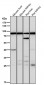 Anti-ACSS2/Acetyl Coa Synthetase Rabbit Monoclonal Antibody