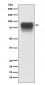 Anti-TGN46 Rabbit Monoclonal Antibody