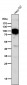 Anti-TGN46 Rabbit Monoclonal Antibody