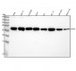 Anti-DDIT3/Chop Rabbit Monoclonal Antibody